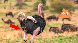 Male Ostrich Pooping and Peeing at the Same Time [upl. by Pollyanna]