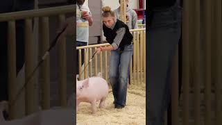 Karis goes from Princess to Villain while showing pigs pigs livestockshow showpigs [upl. by Nabal162]