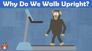 Why Do We Walk Upright The Evolution Of Bipedalism [upl. by Bobker418]