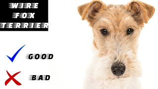 Wirefox terrier Pros And Cons  The Good And The Bad [upl. by Aleacim]