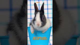 Top 5 Smallest Rabbit Breeds shorts [upl. by Reste972]