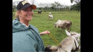 2015 Costa Rica La Fortuna Albertos Horses [upl. by Lundgren]