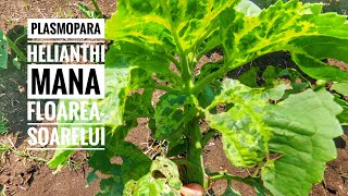 Plasmopara Helianthi  Mana in cultura FloareaSoarelui Downy Mildew Sunflower agribusiness farm [upl. by Igig767]