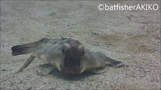 あとずさるガラパゴスバットフィッシュ Galapagos batfishred lipped batfish edging back [upl. by Thamora]