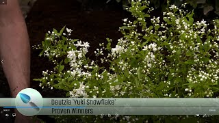 De Grote Tuinverbouwing Proven Winners® Deutzia Yuki Cherry Blossom® en Yuki Snowflake® mei 2023 [upl. by Steward]