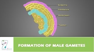 Formation of Male Gametes [upl. by Amron110]