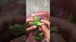 Peeling of Hazelnut Fruits after Harvesting  Fresh Hazelnuts Fruits short [upl. by Htur]