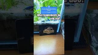 Do you supplement your shrimp tank shorts shrimp aquarium [upl. by Almire]