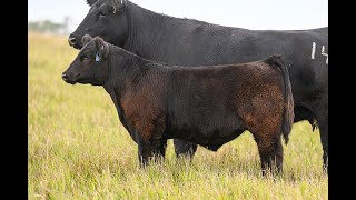 Reimann Pasture Sale 2024  Tag 56 [upl. by Charie559]