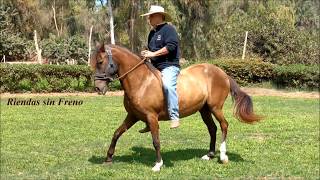 Clases de Monta Natural del Caballo Peruano de Paso [upl. by Mook316]