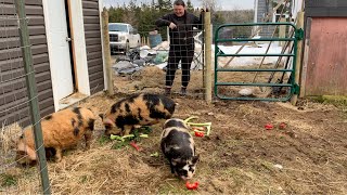 Bathroom Renovation Update  Piglets get a new outdoor area on the homestead [upl. by Savdeep]