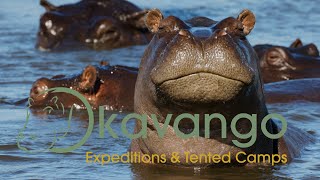 Okavango Expeditions  Mobile Safari in Chobe National Park and Moremi Game Reserve Botswana [upl. by Bar]