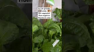 Huerto en casa garden gardening plants vegetables [upl. by Einniw]