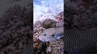 🐡🐡DOG FACE PUFFERFISH tamil fish aquarium pets petfish pufferfish fishtank freetofly shorts [upl. by Fabyola]