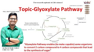 Glyoxylate cycle biochemistry IImetabolism  CSIR NETJRF  GATE  Life science  ICMR dbt icar [upl. by Helman]