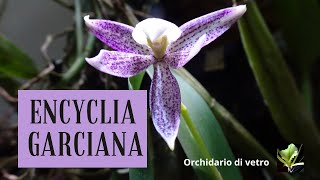 Orchidarium  Encyclia garciana [upl. by Adnarram]