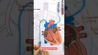 deoxygenated blood and oxygenated blood 🫀🫀🫀🫀 [upl. by Liagabba]