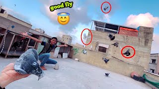 Good Fight pigeon 🤟😱🔥 [upl. by Chane]