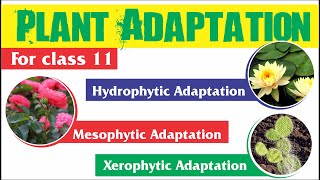 Plant Adaptation  Hydrophytic Mesophytic and Xerophytic Adaptation [upl. by Ahsieket]