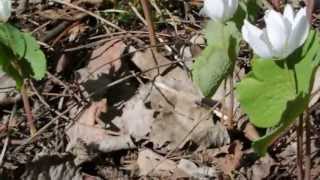 Blood Root Flower Bleeding [upl. by Linnette124]