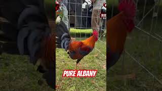 pure Albany my new collection for breeding purposes only [upl. by Uht]