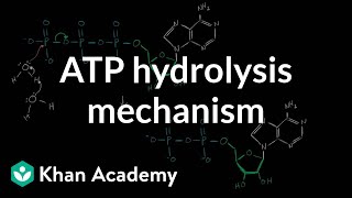 ATP hydrolysis mechanism  Biomolecules  MCAT  Khan Academy [upl. by Lleirbag]