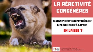 Comment croiser dautres chiens en laisse lorsque lon à un chien réactif congénères [upl. by Harrat]