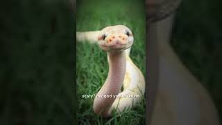 Like gimme danger noodle snek og edit [upl. by Ansaev349]