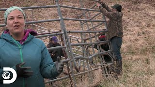 Gran trabajo en equipo para capturar a la manada de búfalos  Alaska La última frontera [upl. by Houghton219]