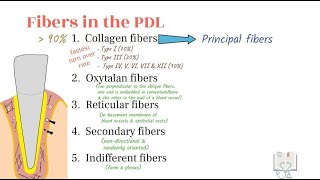 Fibers of Periodontal Ligament amp Gingiva [upl. by Suellen109]