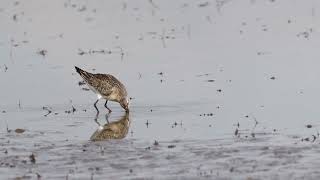 Curlew sandpiper [upl. by Karb567]