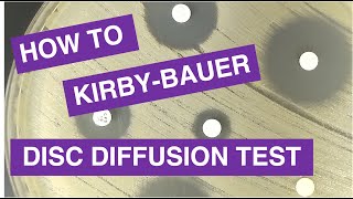 Disc Diffusion KirbyBauer Antimicrobial Susceptibility Testing [upl. by Ericha]