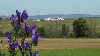 Os Lirios são lirios  Musica Tradicional do Alentejo [upl. by Daigle917]