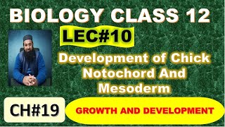 Development of Chick I Notochord And Mesoderm I Chapter 19 I Growth and Development I Lec 10 [upl. by Also834]