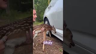 Girl finds baby deer stuck under her car [upl. by Uamak]