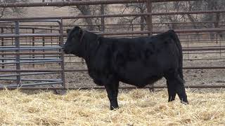 Lot 2  2024 PHG Princesses of the Prairie  Gelbvieh Female Sale [upl. by Asiret]