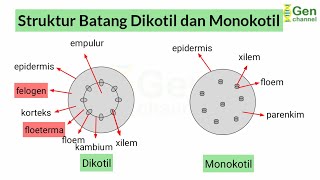 Struktur Batang Dikotil dan Monokotil [upl. by Acinehs]