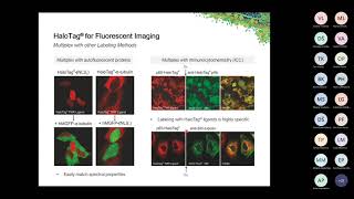 Webinar „Flexible tags for protein isolation and analysis“ [upl. by Artina877]