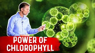 The Power of Chlorophyll for the Gut [upl. by Odama]