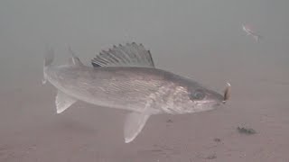 Mud Flat WALLEYES Ice Fishing with UNDERWATER Camera Mille Lacs Lake [upl. by Leanna641]