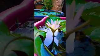 🪴✨terrace gardening garden blooming flowers beautiful views viralvideo youtube shorts [upl. by Haim]