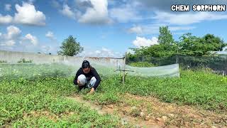 Cut the water spinach from the vegetables Gardening 👩🏻‍🌾👩🏻‍🌾 [upl. by Tnirb752]