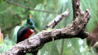 Trogon mexicanus pájaro bandera [upl. by Akcir]