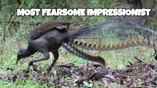 Lyrebirds Are NATURES Greatest Impressionists [upl. by Horodko111]