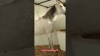 شاهد تدريب ركوب الخيل بتيباژة الطريق سيار مابين تيبازة بوسماعيل [upl. by Anoid]