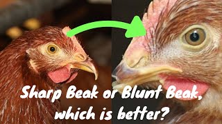 CHICKEN BEAK TRIMMING ALL YOU NEED TO KNOW chicken farm [upl. by Brenk432]