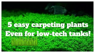 5 Easy LowTech Carpeting Plants For Your No Co2 Aquascape [upl. by Rammus]