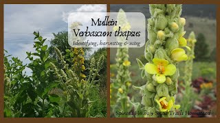 Lets Learn About Mullein Verbascum thapsus  Identifying harvesting and using [upl. by Ecyarg]