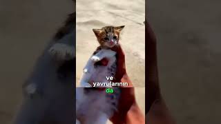 Hasta Kedi ve Yavrularını Kurtaran Harika Adam [upl. by Cyma]