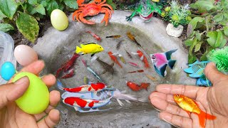 Find Colorful Ornamental fish Goldfish betta fish Catfish lobster koi fish animals Videos [upl. by Stetson365]